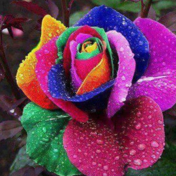 Meet your Posher, Diana - Picture 1 of 1